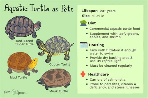 How To Take Care Of Turtles In An Aquarium - Aquarium Views