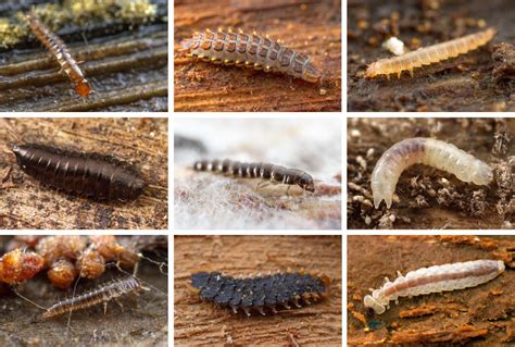 77 Cool Australian Beetle Larvae Identification - insectza