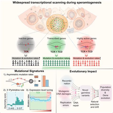 Transcriptional scanning shapes germline mutation rates – 21 Février ...