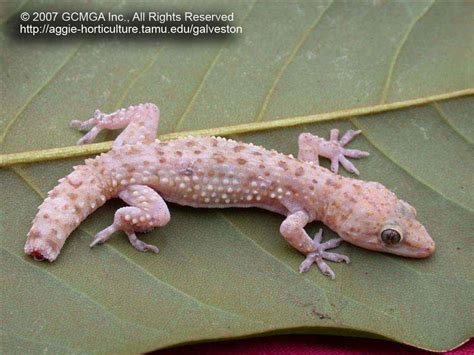 Beneficial lizards in the landscape: #17 Mediterranean Gecko ...