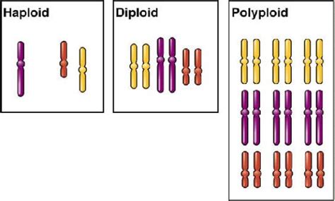 Polyploids - UVM Genetics & Genomics Wiki