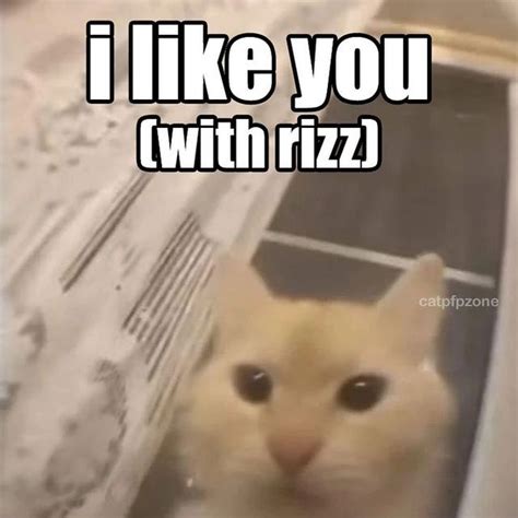 Cat memes on Instagram: "Rizz Cr? #cursedcats #cursedcat #animalmemes # ...