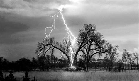 Watch: Tree explodes after being struck by a terrifying lightning