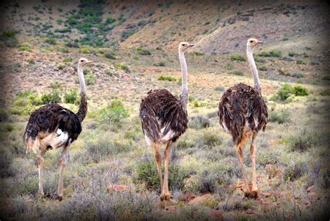 Klein Karoo National Park