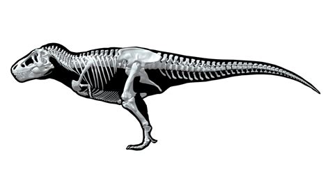 Tyrannosaurus rex Skeleton - Buy Royalty Free 3D model by Iofry ...