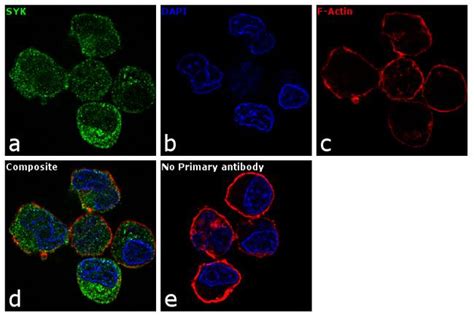 Syk Antibody (MA1-19332)