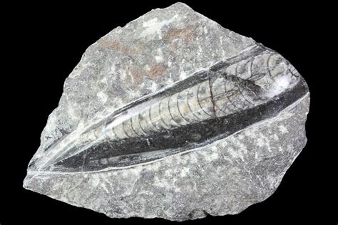 Polished Orthoceras (Cephalopod) Fossil - Morocco For Sale (#84047 ...