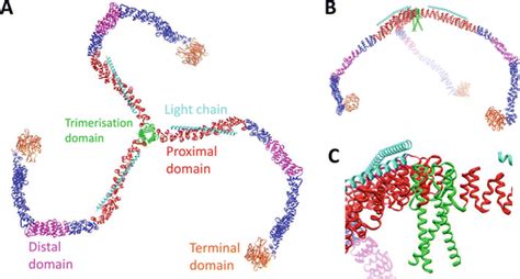 Structure and Assembly of Clathrin Cages | SpringerLink