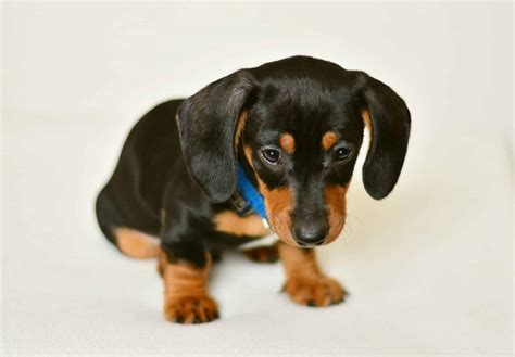 Dachshund Puppies: Everything You Need to Know | The Dog People by ...