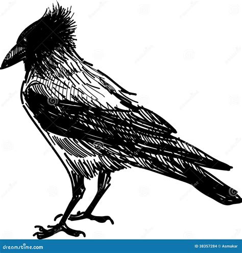 Angry crow stock vector. Illustration of doodle, beak - 38357284