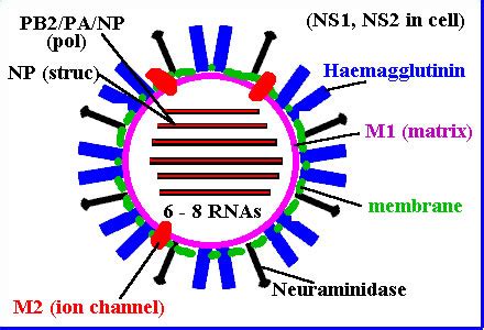 Orthomyxoviridae - Zdravlje