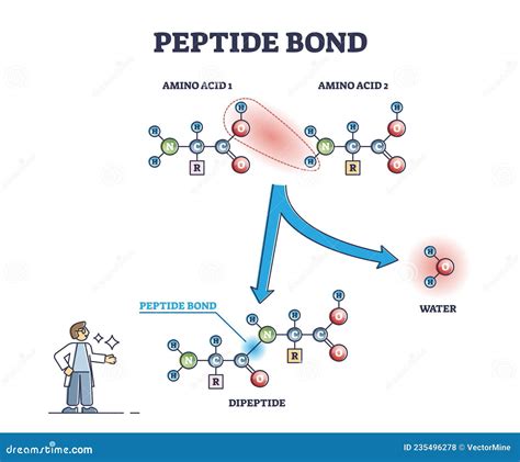 Peptide Bond. Formation Of Amide Bonds From Two Amino Acids As A Result ...