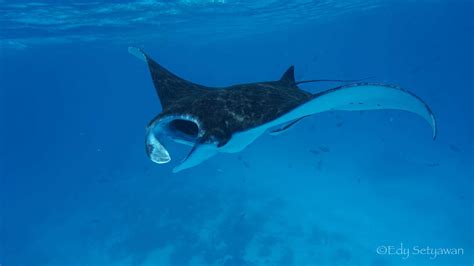 Bird's Head Seascape Important manta ray habitat discovered in Raja ...