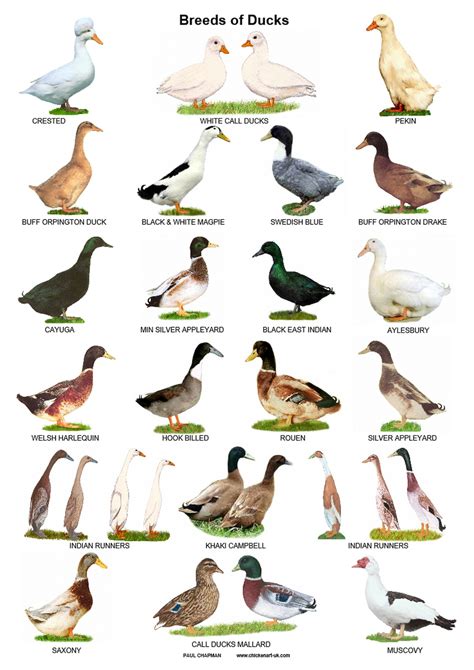 A4 Posters. Breeds of Ducks - Etsy