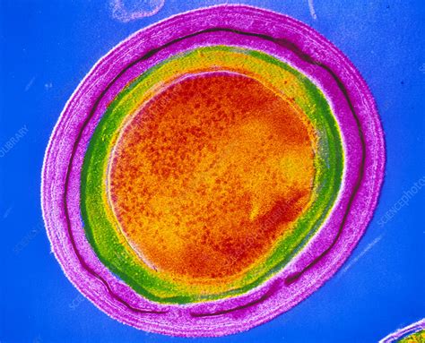 Spore forming bacteria - ablepassa