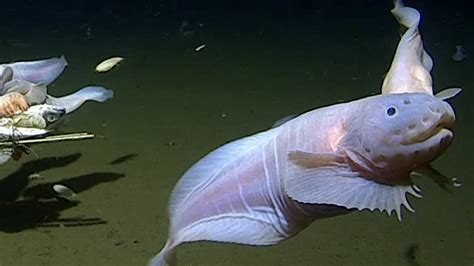 Scientists find wild fish swimming below 27,000 feet. How it survives ...