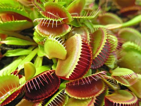 Carnivorous plant | Description, Soil, Food, Representative Species ...