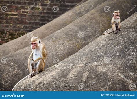 Toque Macaque Mother and Baby on a Rock Stock Image - Image of macaque ...