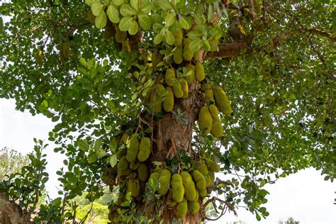 The Complete Guide to Jackfruit Plant Cultivation and the Different Me ...