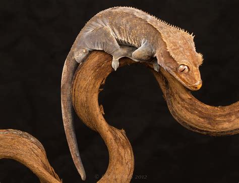 Crested Gecko | Another of the eye licking Crested Gecko but… | Flickr