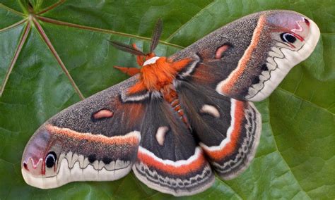 Cecropia Moth - A-Z Animals