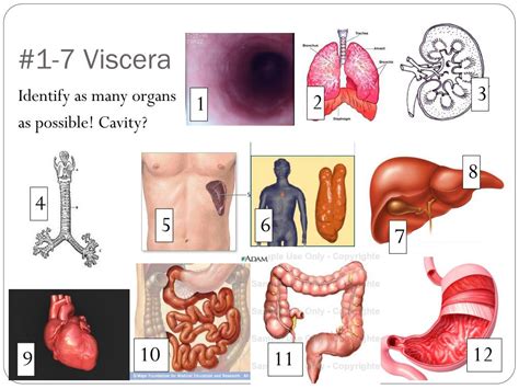 PPT - Anatomy & Physiology PowerPoint Presentation, free download - ID ...