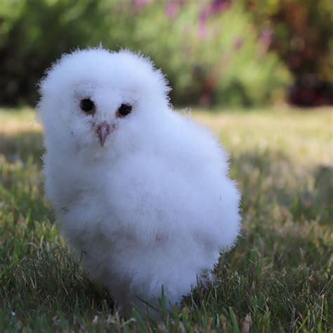 Baby barn owl! : r/Superbowl