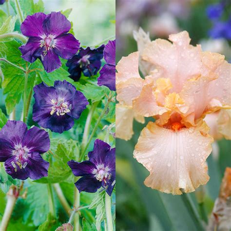 Bearded Iris Companion Plants | Landscaping with Irises | Bulb Blog