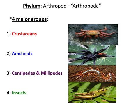 PPT - Arthropods PowerPoint Presentation, free download - ID:1969350