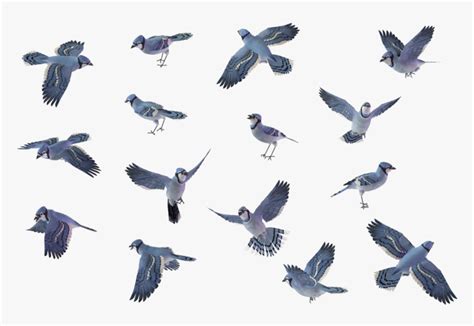 Flying Blue Jay Png - Blue Jay Flying Silhouette, Transparent Png - kindpng