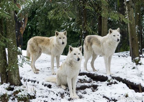 Family of Wolves | Wolves looking for their next meal | Ryan Ball | Flickr