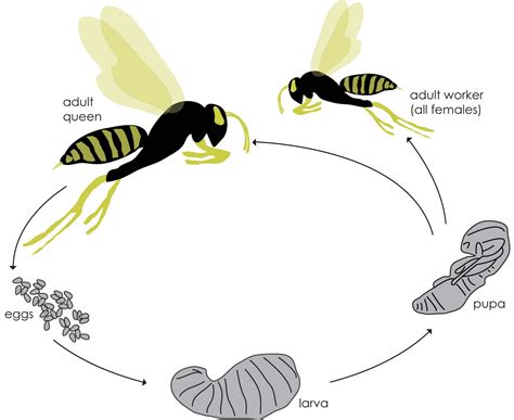 Yellow Jacket Wasp Life Cycle