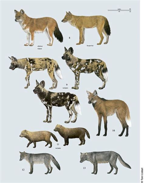 Natura il·lustrada » CA Handbook of the Mammals of the World | Djur ...