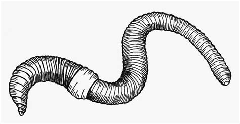 Earthworm Clipart Black And White