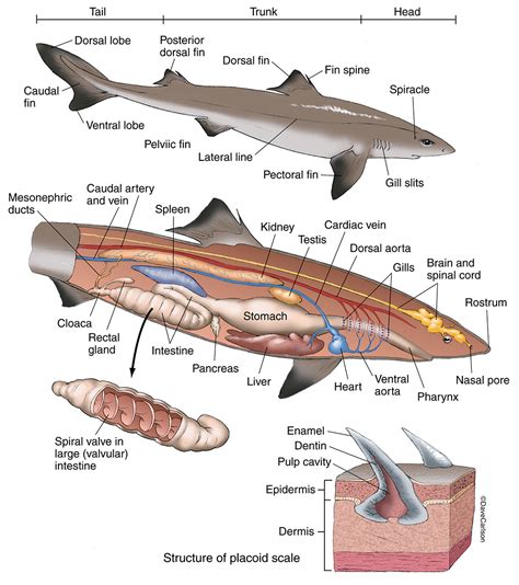 Shark Anatomy - Dogfish | Carlson Stock Art