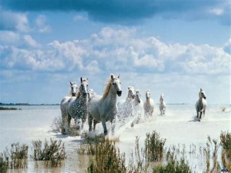 Camargue Horses | Horses, Beautiful horses, Horse wallpaper