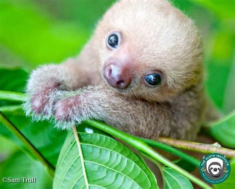 Flipboard: Baby sloth institute gives orphans a second chance