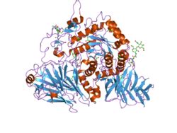 Maltase-glucoamylase - Wikipedia