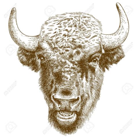 Bison Head Drawing at GetDrawings | Free download