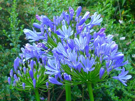 Our Love For Blue Flowers: It’s Complicated - Good Earth Plants