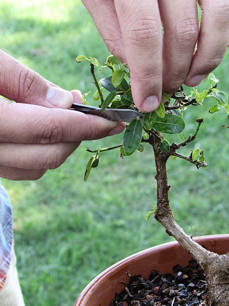 Bonsai Tree Trimming Stock Photos, Pictures & Royalty-Free Images - iStock