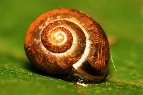 691 Snail Inside Shell Stock Photos - Free & Royalty-Free Stock Photos ...