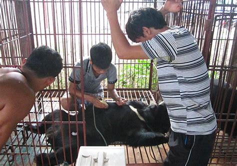 New Study Reveals Shocking Increase of Bear Bile Extraction 'Farms' in ...