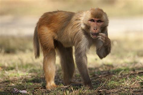 Rhesus macaque - Alchetron, The Free Social Encyclopedia