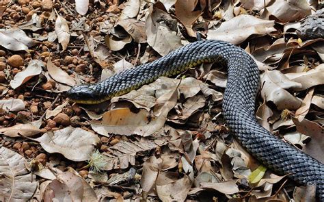 Black Tiger Snake Habitat | edu.svet.gob.gt