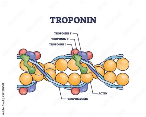 Troponin complex and three regulatory proteins structure outline ...