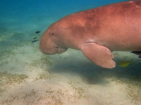 Dugong vs Manatee – What’s the Difference?