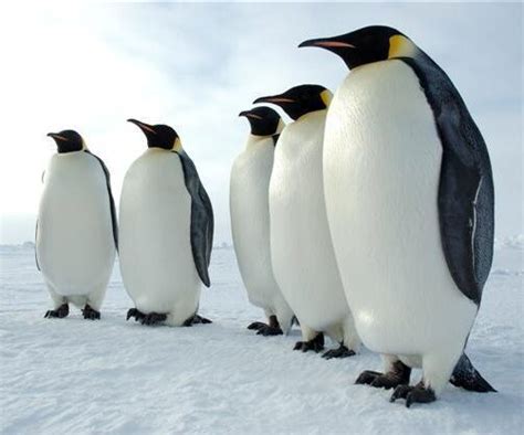 Emperor Penguin Facts for Kids | Penguins Information