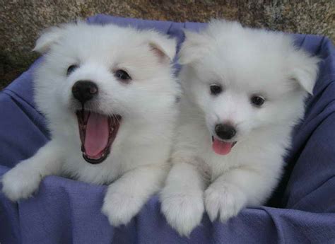 American Husky Puppies | PETSIDI