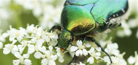 Not Quite a Japanese Beetle: The Green June Bug - Homestead Gardens, Inc.